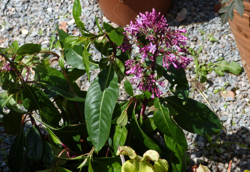 Fuchsia paniculata.JPG