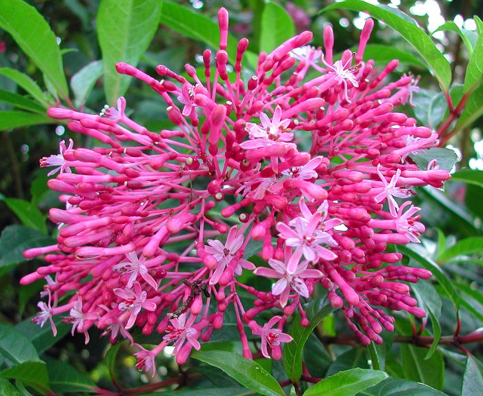 Fuchsia paniculata.jpg