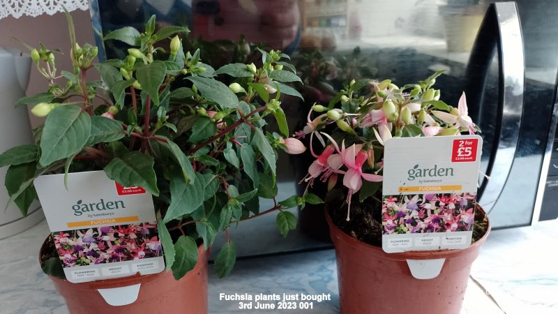 Fuchsia plants just bought 3rd June 2023 001.jpg