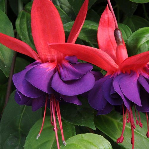 fuchsia-sb-voodoo.jpg