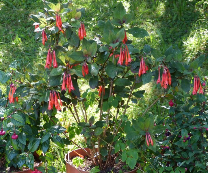 Fuchsia Thalia.JPG