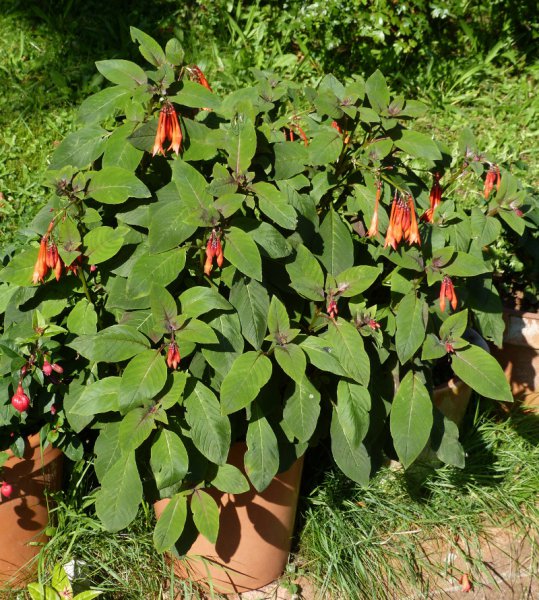 Fuchsia Thalia.JPG