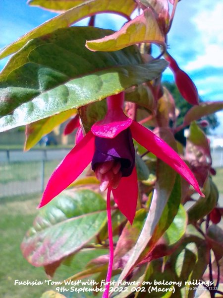 Fuchsia 'Tom West'with first flower on balcony railings 9th September 2022 002 (Macro).jpg