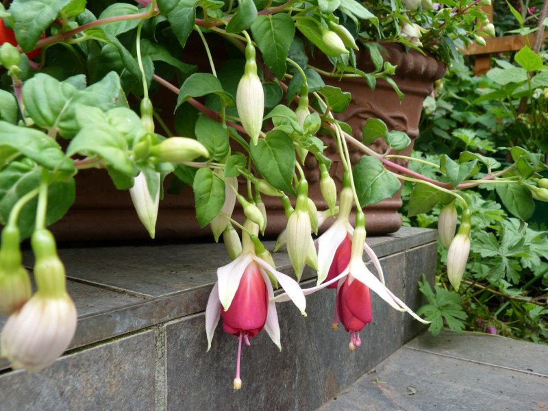 Fuchsias 20 July 2012 010.JPG