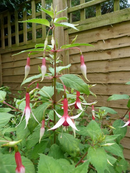 Fuchsias 20 July 2012 011.JPG