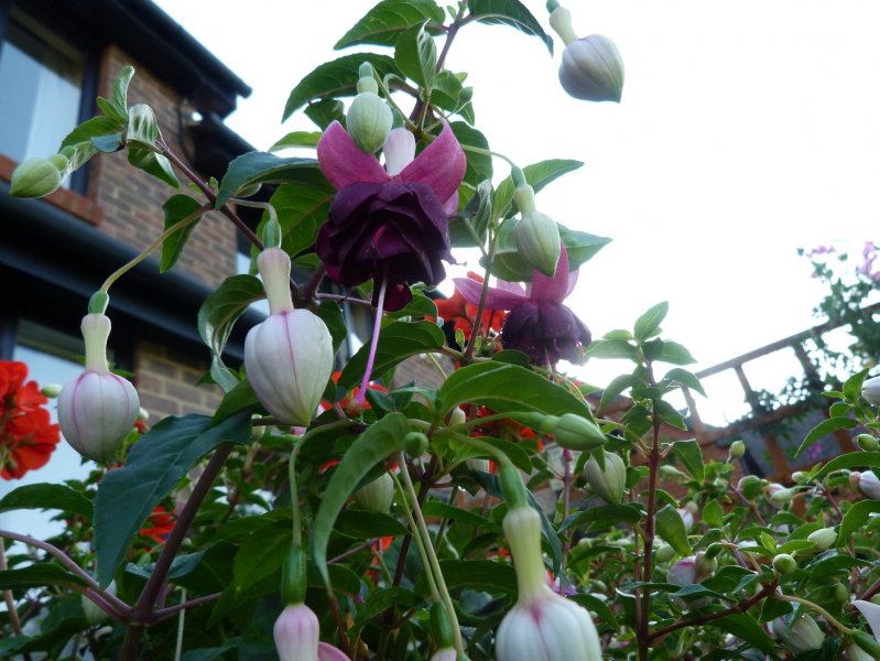 Fuchsias and Maskotkas today 19th August 2012 003.JPG