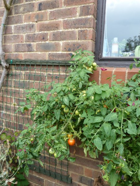 Fuchsias and Maskotkas today 19th August 2012 004.JPG