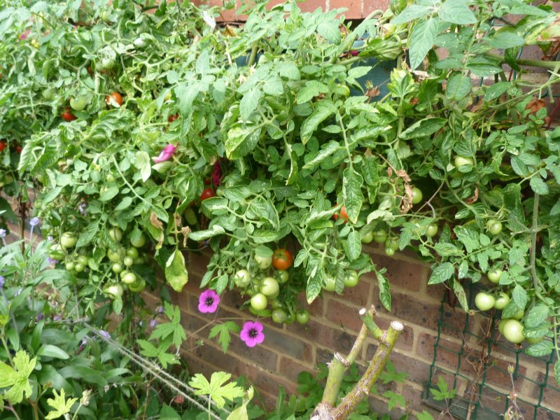 Fuchsias and Maskotkas today 19th August 2012 006.JPG