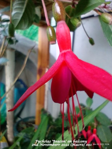 Fuchsias 'Beacon' on balcony 2nd Novemberr 2022 (Macro) 001.jpg