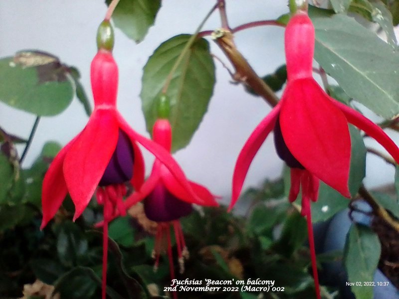 Fuchsias 'Beacon' on balcony 2nd Novemberr 2022 (Macro) 002.jpg