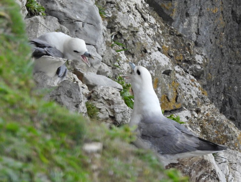 Fulmar 1.JPG