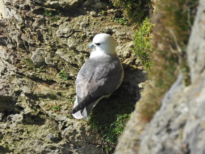 Fulmar 1.JPG