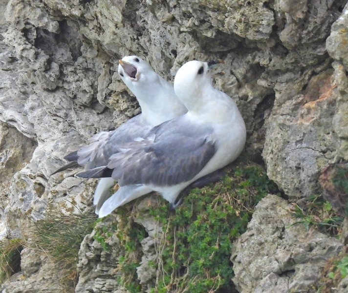 Fulmar 18.JPG