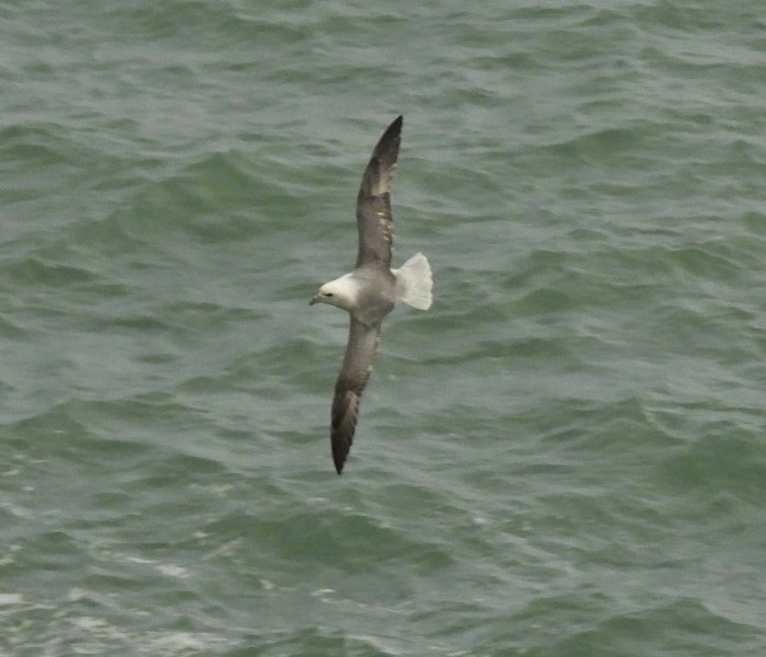 fulmar 2.JPG