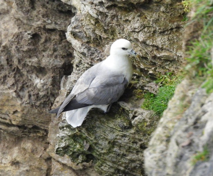 Fulmar 2.JPG