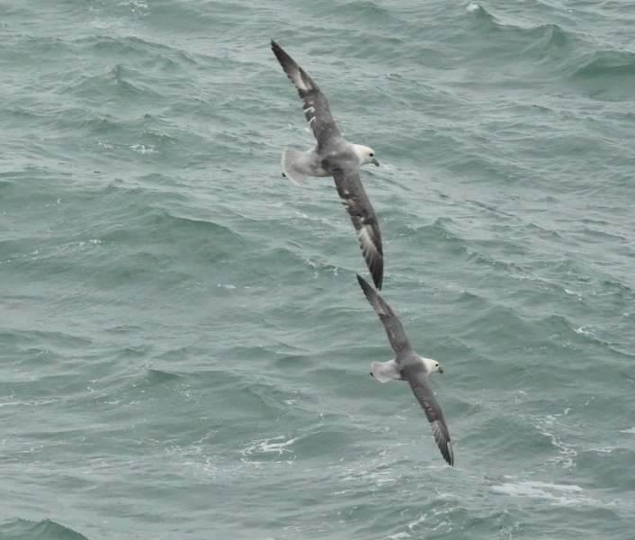 fulmar 2.JPG