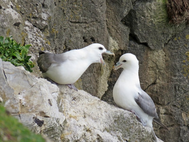 Fulmar 3.JPG