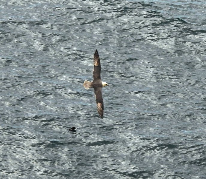 fulmar 3.JPG