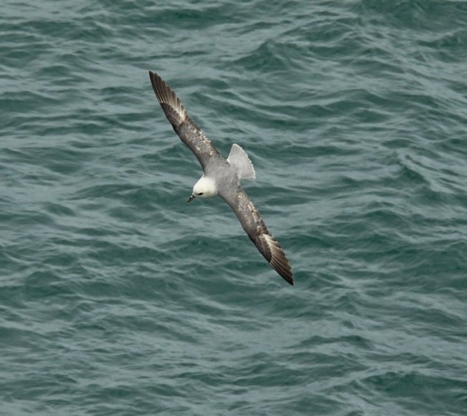 fulmar 3.JPG