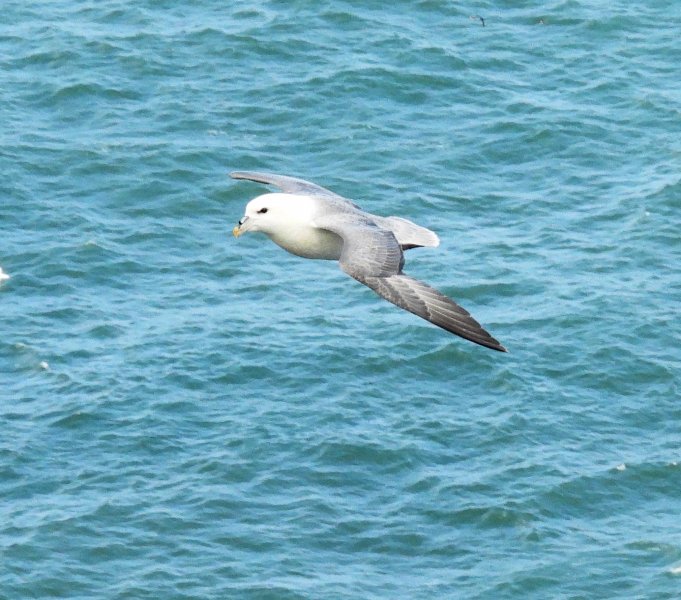 Fulmar 3.JPG