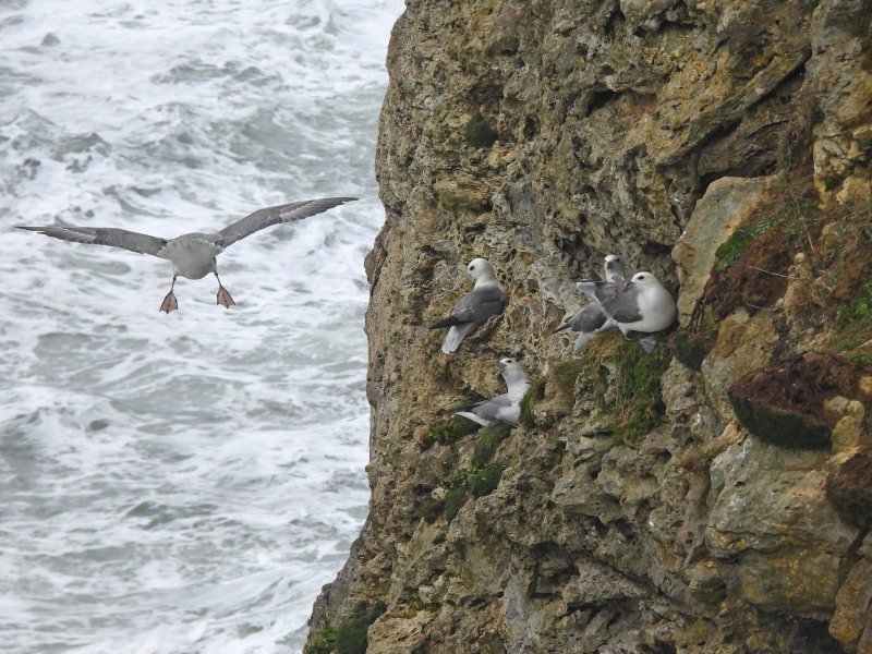 Fulmar 3.JPG