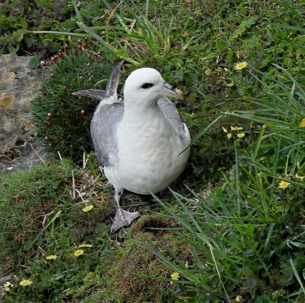 Fulmar 6.JPG