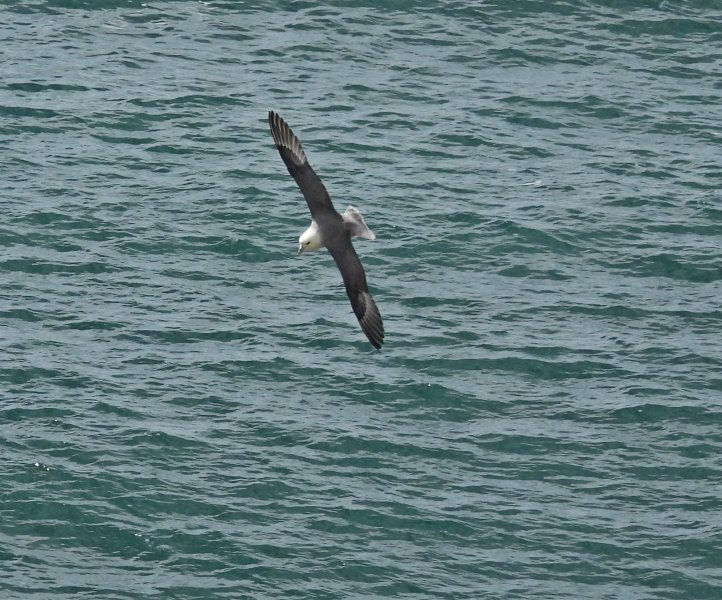 Fulmar 6.JPG