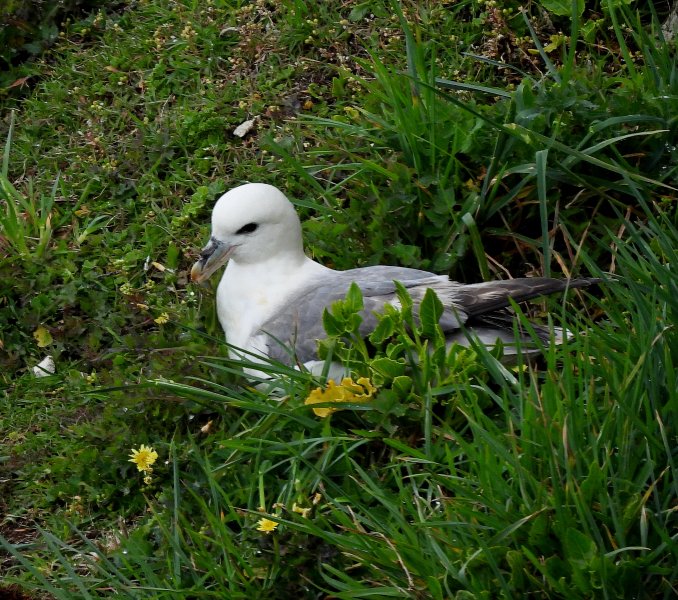 Fulmar 7.JPG