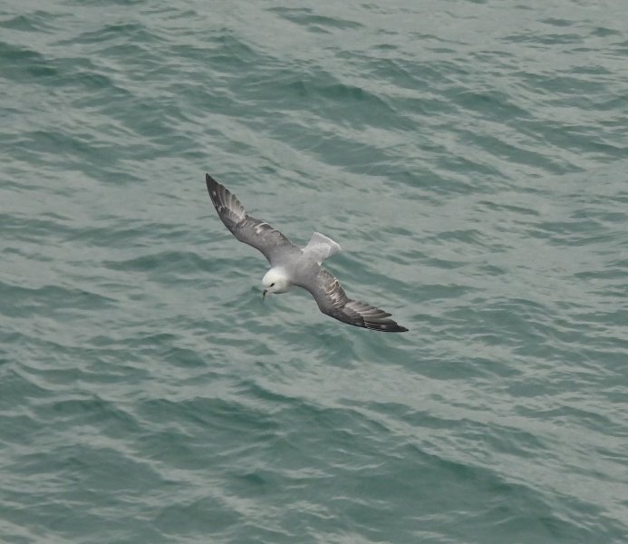 Fulmar 7.JPG