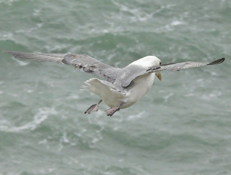 Fulmar 7.JPG