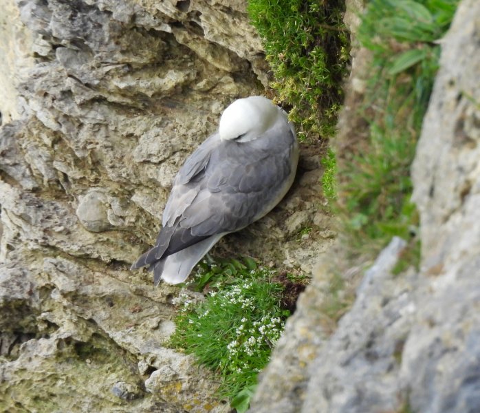 fulmar.JPG