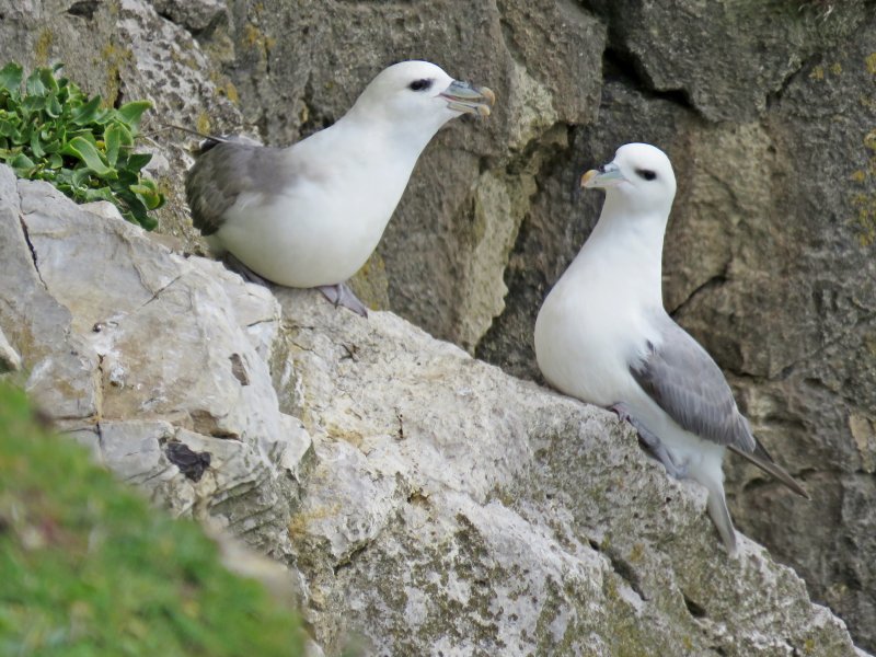 Fulmars4.JPG