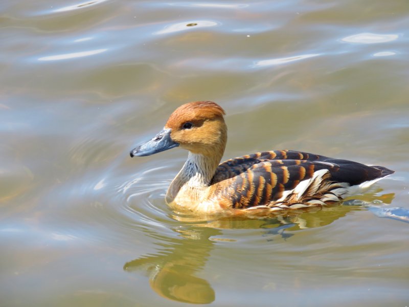 Fulvous Whistling Duck - Poole Park.JPG