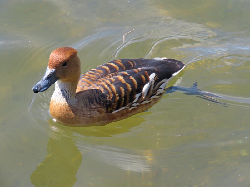 Fulvous Whistling Duck-  Poole Park.JPG