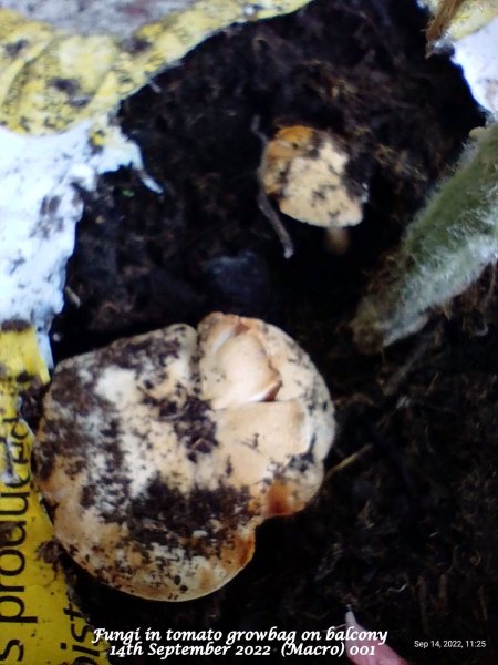 Fungi in tomato growbag on balcony 14th September 2022  (Macro) 001.jpg