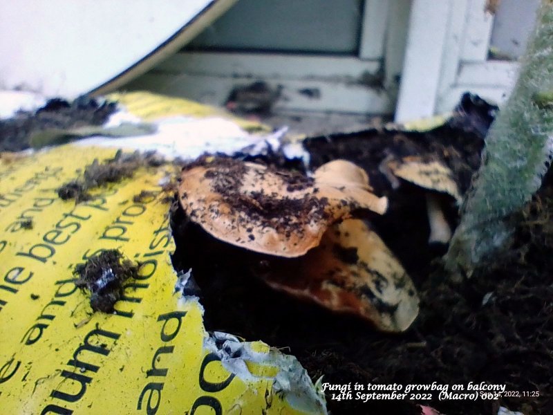 Fungi in tomato growbag on balcony 14th September 2022  (Macro) 002.jpg