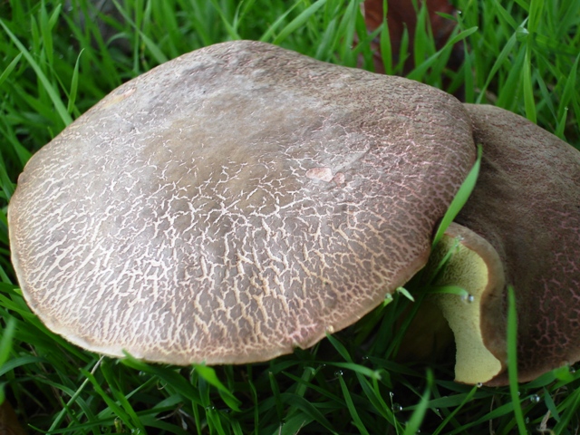 Fungii 002.JPG