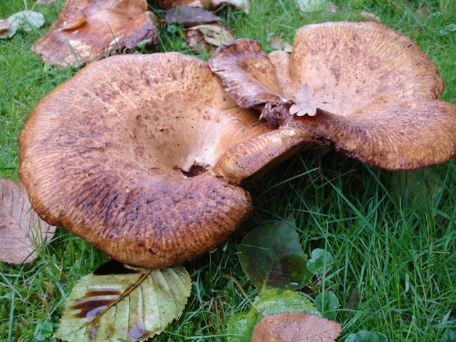 Fungii 003.JPG