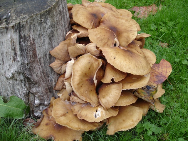 Fungii 005.JPG