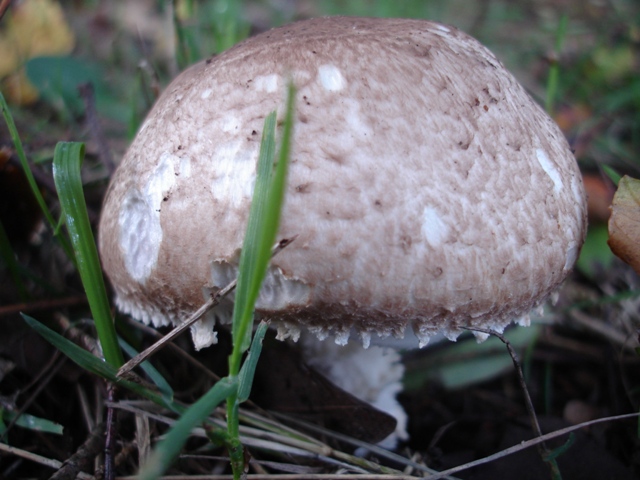 Fungii 007.JPG