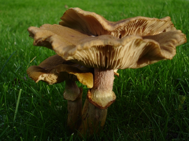 Fungii 009.JPG