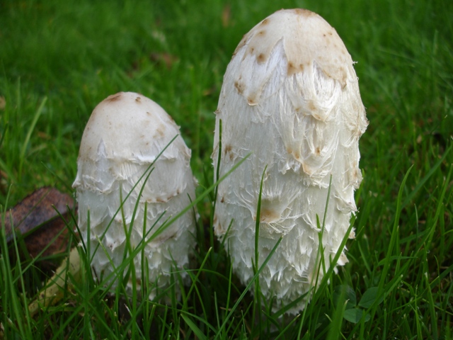 Fungii 010.JPG