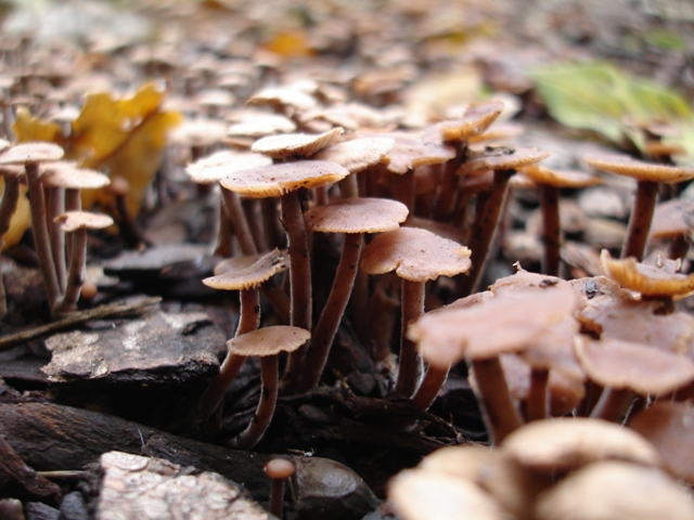 Fungii 011.JPG