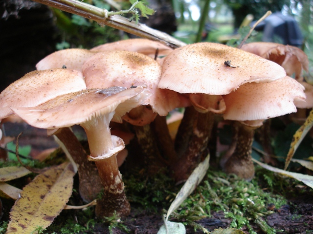 Fungii 016.JPG