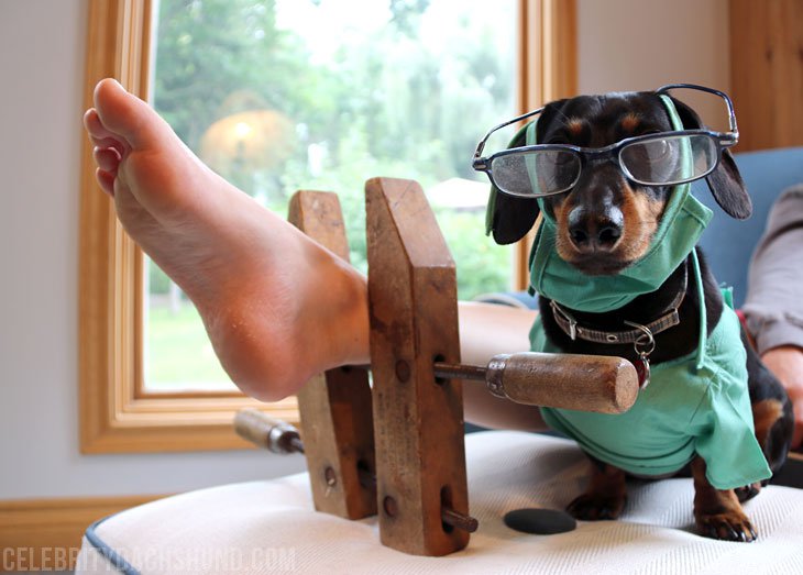 funny-dog-blog-dachshund.jpg