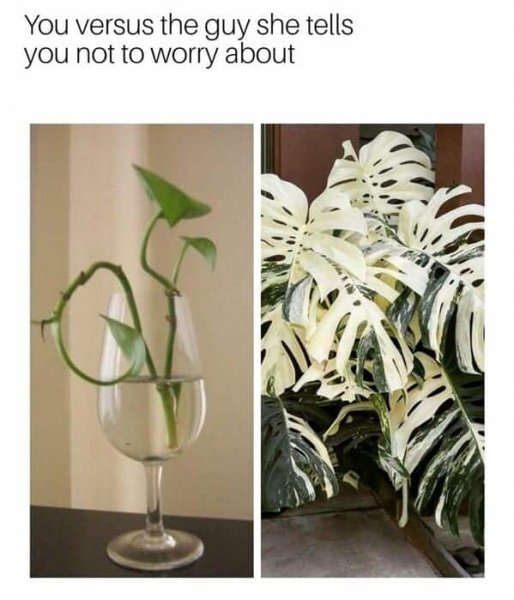 funny-plant-memes-23.jpg