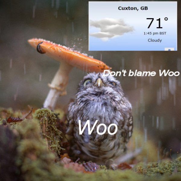 funny-wet-owls1.jpg