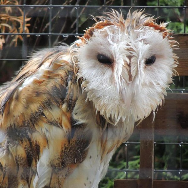 funny-wet-owls8.jpg