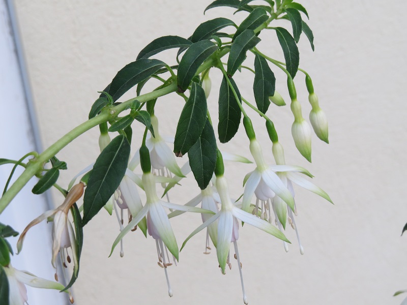 Fuschia 'Hawkshead'.JPG