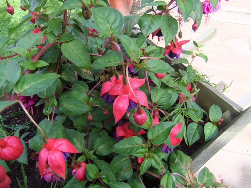 fuschia.jpg